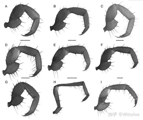 【蝎类形态学】蝎子的钳子实际上只是长了角的腿 - 知乎