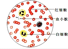 请在方框出画出一个成熟的红细胞的结构图,并