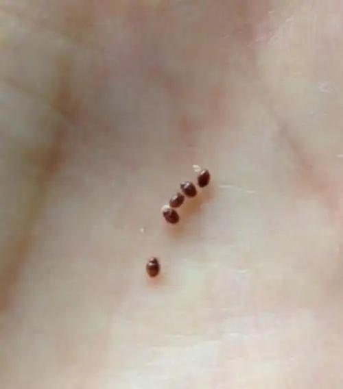 地板上出现了很多很小的小虫子,硬壳的,小米,针头大小请问是什么虫