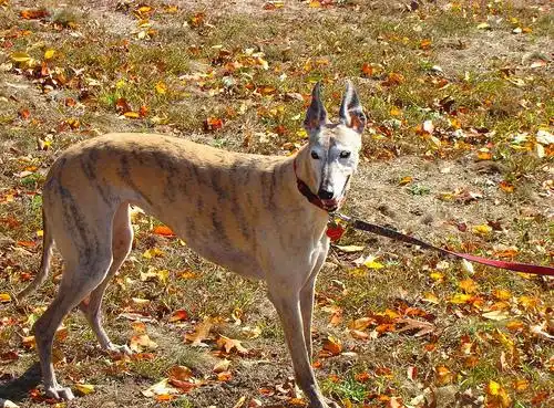 the wonder dog | flickr – 相片分享!