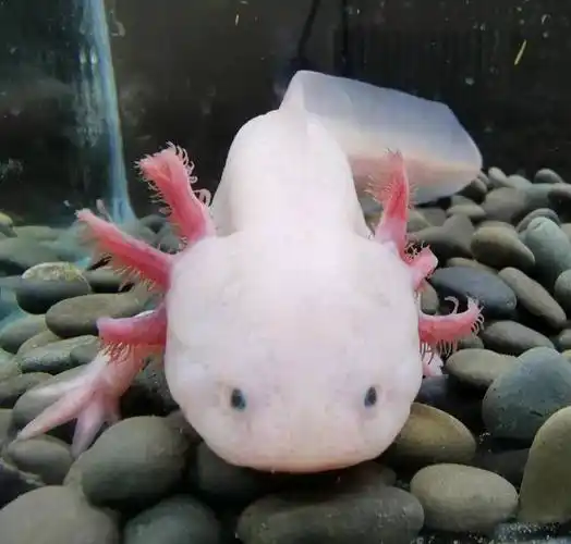 世界之大无奇不有61美丽的六角恐龙鱼百科_蝾螈_生物学_因为