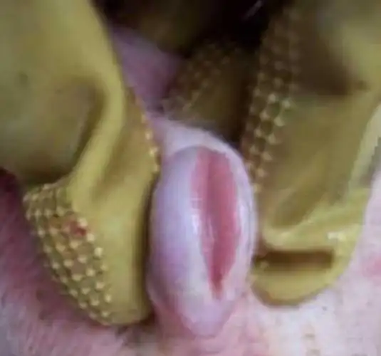 2,切开阴囊用左手掌外侧将两后肢向前方推压,屈曲中指,无名指,小指,用