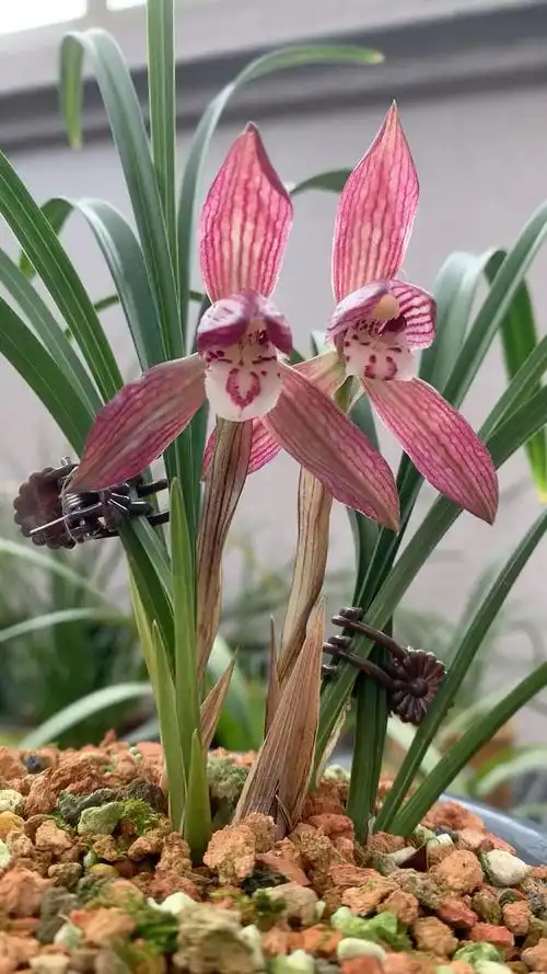 春兰色花大红袍