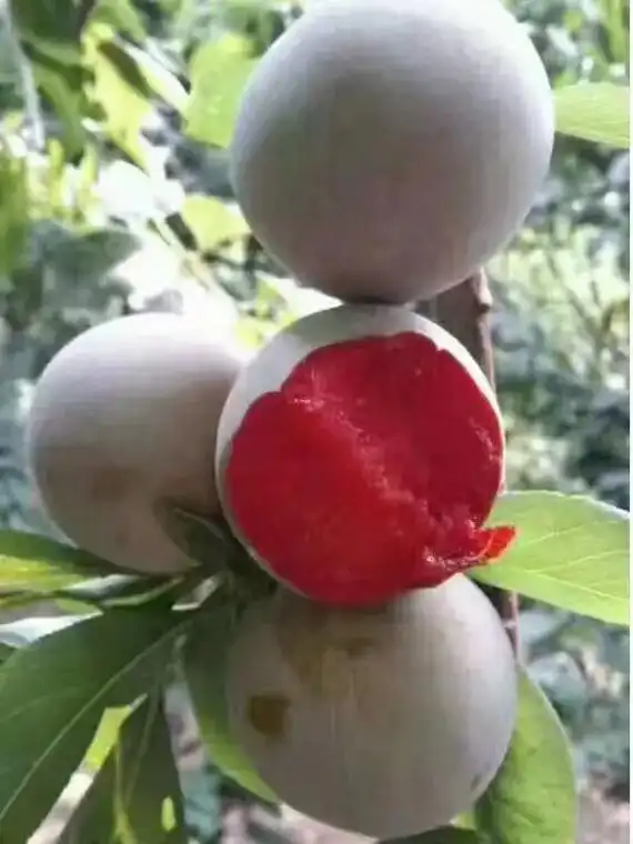 绿皮红心味帝李子, 李子中的天花板, 外观如翡翠,果肉如红玫 - 抖音