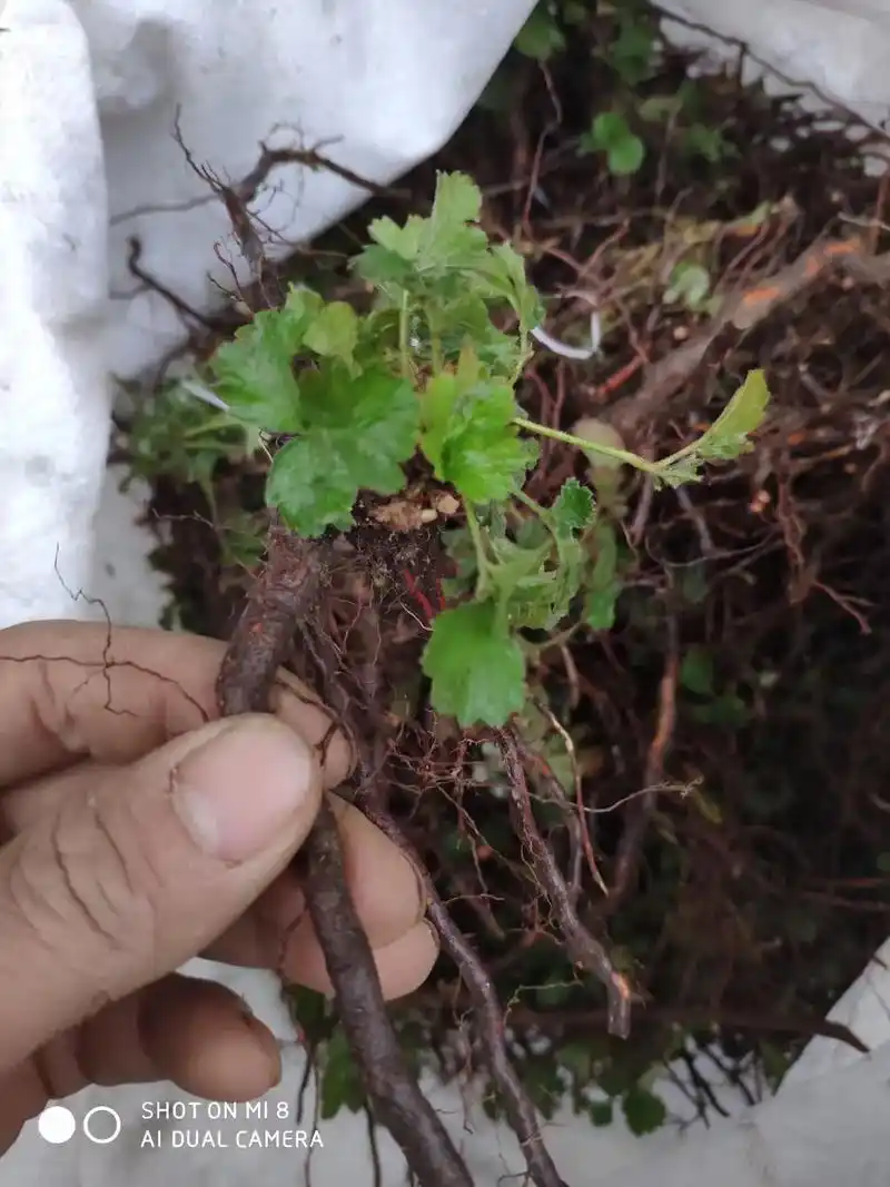 本地今年新货野生毛将军到货,一斤16元,五斤起12,件起10 - 抖音