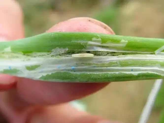 防治葱蓟马:要在其若虫发生高峰期喷洒10%的吡虫啉可湿性粉剂2500倍液