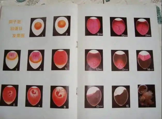 鸽子孵的蛋上部分空了花生豆那么块,是快孵化好了还是孵坏了?