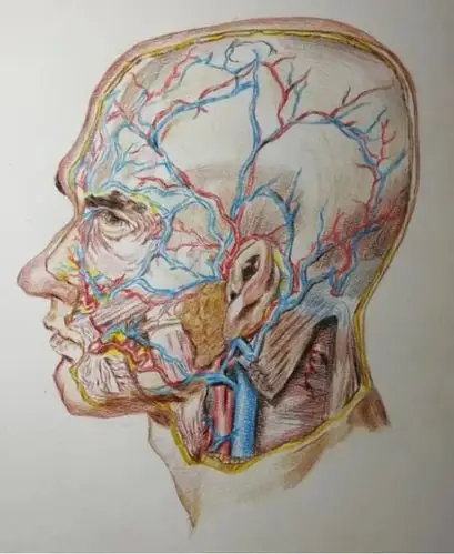 解剖绘图大赛丨妙笔生花!让医学生的画笔带你领略解剖之美(二)