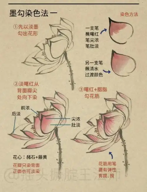 " 荷花 · 画法总结 . "#读书
