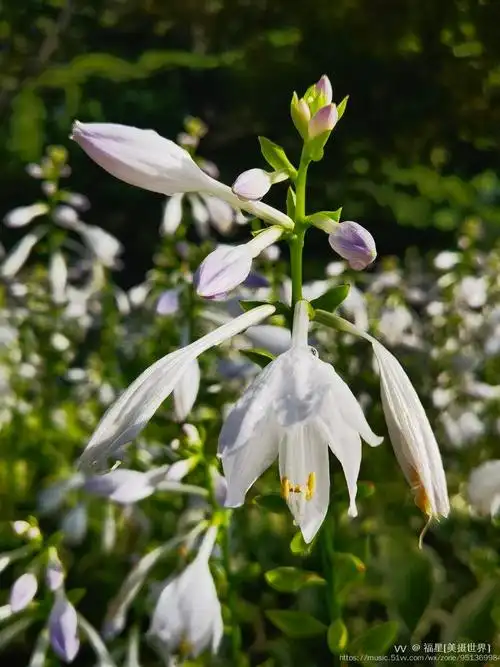 玉簪花喜肥沃,排水性好的砂质土壤,每1~2年需要更换一次盆土.