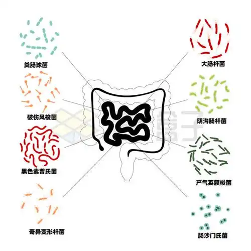 人体内脏器官结构和肠道益生菌微生物群图解3883857矢量图片免抠素材