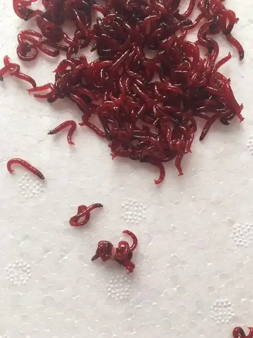 红线虫活饵活体活饵鲜活特大号天津红虫小公虫鱼食拉饵鲫鱼饵钓鱼