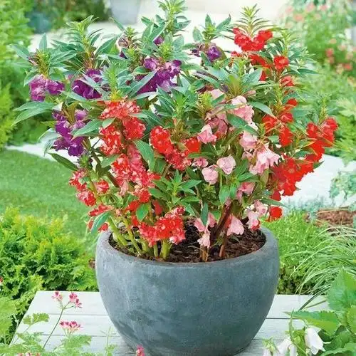 凤仙花的种植养护及注意事项