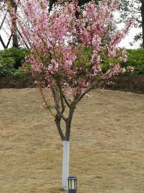 垂丝海棠重锦官