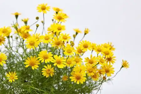 领域的黄色雏菊照片