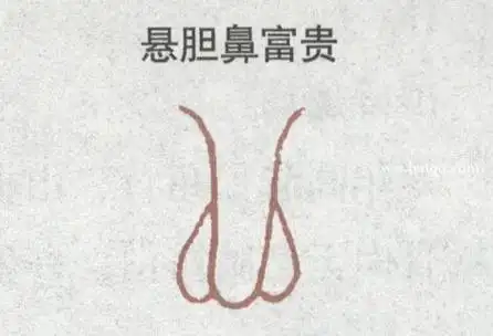 悬胆鼻的男人命运如何 悬胆鼻的面相解析