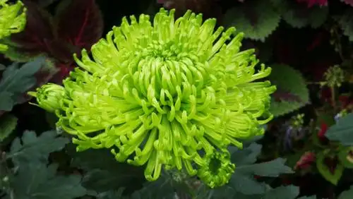 渔歌小镇赏菊之:绿菊