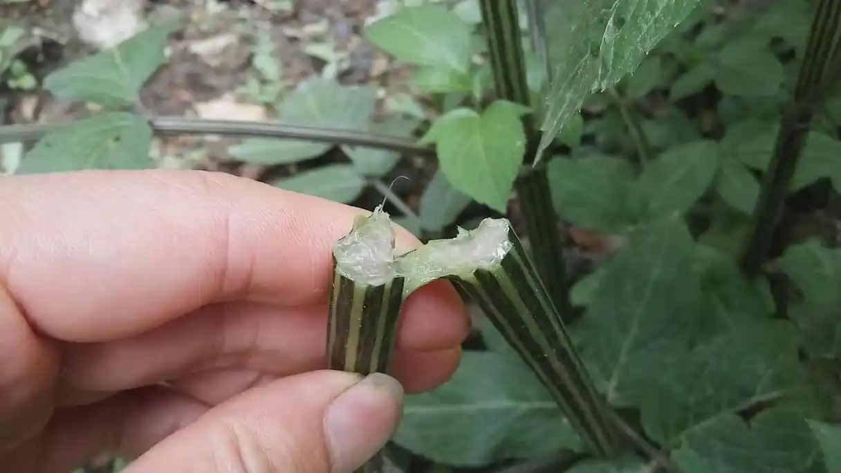 农村俗话:"拥有八棱麻,风湿跌打都不怕",指的是这种植物