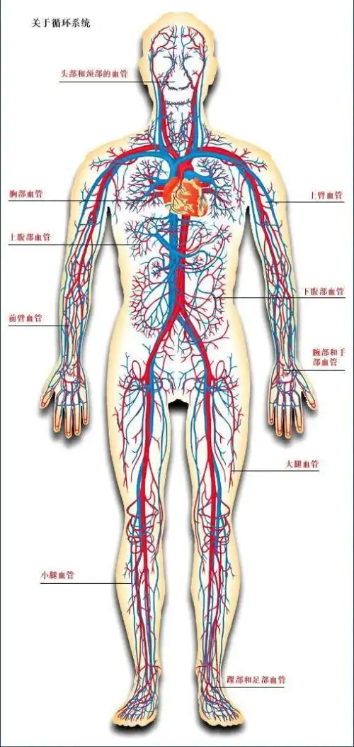 体血管分布图人体静脉血管分布图人体全身血管分布图