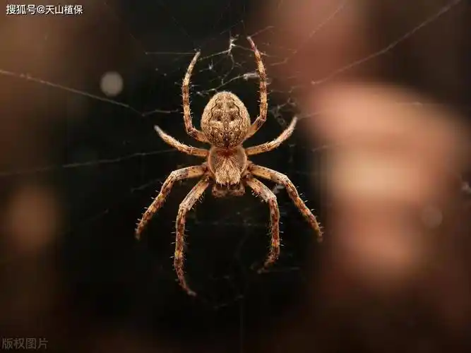 蜘蛛是否属于昆虫?_节肢动物_头胸部_身体