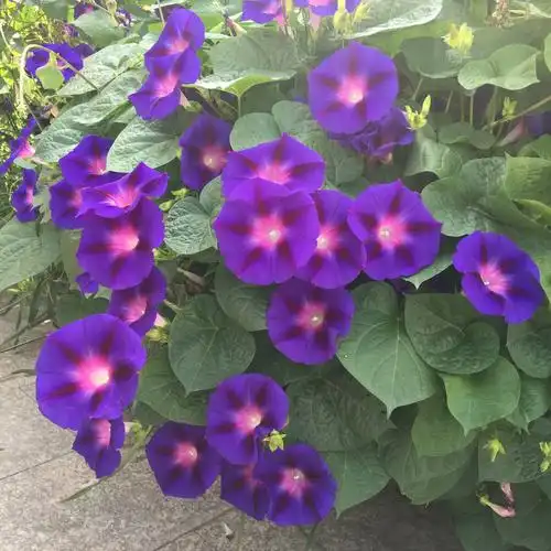 特别颜色紫色牵牛花