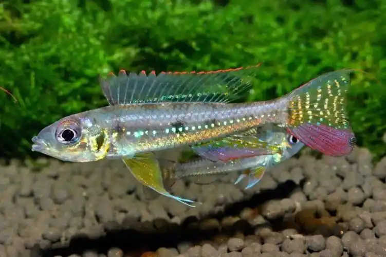 borelli)体型小,南美洲短鲷的入门品种,成鱼的雄性鱼鳍会变得很大