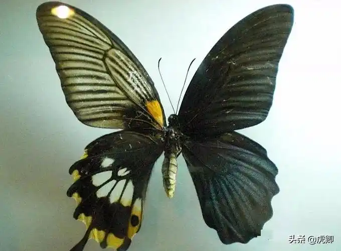 世界8大名贵蝴蝶第1是中国特有种标本能换豪车也能入狱10年