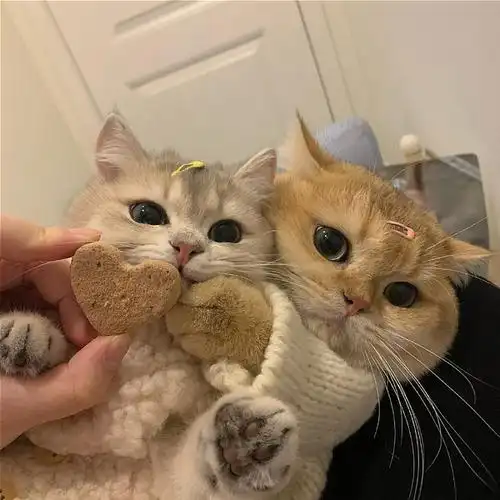 求两只猫猫抱在一起的挨着也行
