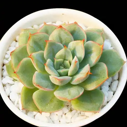 月亮仙子多肉耐寒吗,月亮仙子多肉老桩图片(夏天才会变美亮仙子的养护