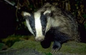 田猪狸是什么动物?