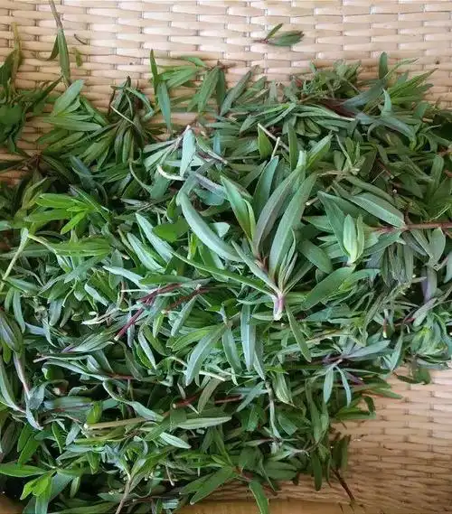 博多客新鲜速冻山苜楂25kg山蚂蚱菜马山菜新鲜野菜宝宝荠包子饺子菜馅