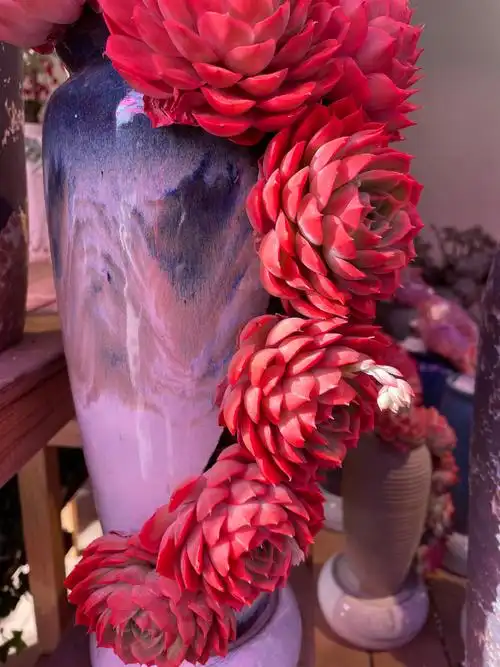 荷兰花卉小镇的玫瑰多肉