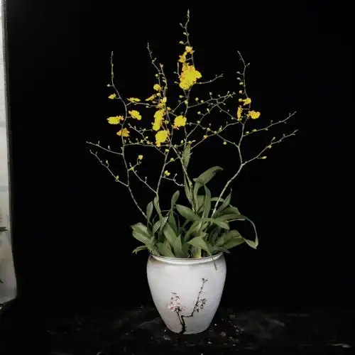 跳舞兰欢迎下单