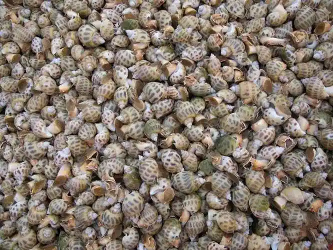 p>东风螺在广东俗称" a target="_blank" href="/item/花螺/10388883