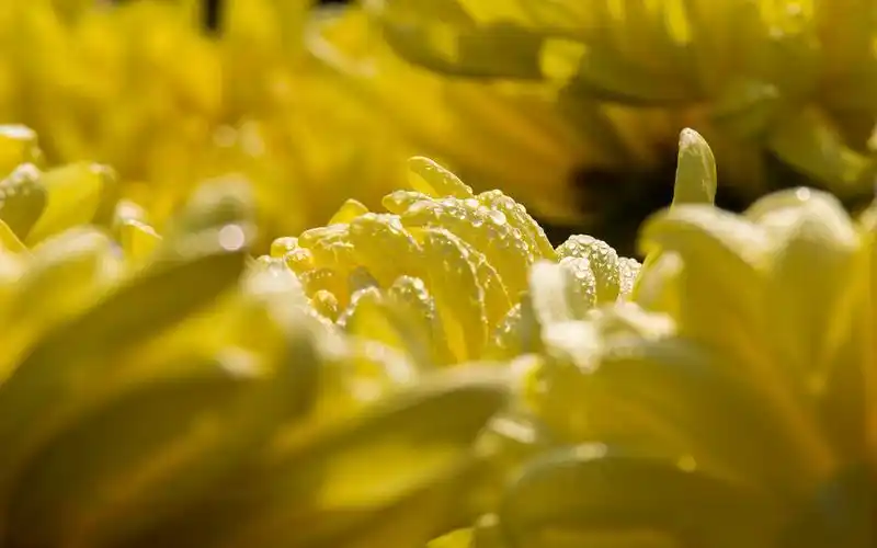 金秋菊花唯美高清桌面壁纸