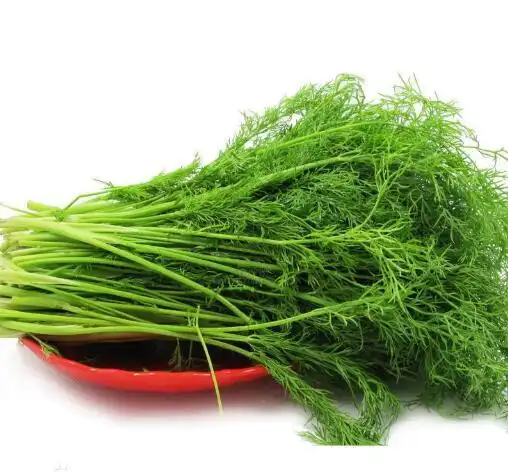 【茴香苗,茴香】的功效与作用_营养价值_药用价值和家常做法_蔬菜