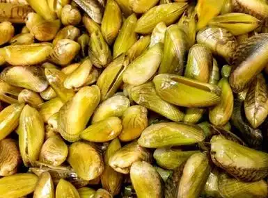 海瓜子是什么 海瓜子的营养价值插图