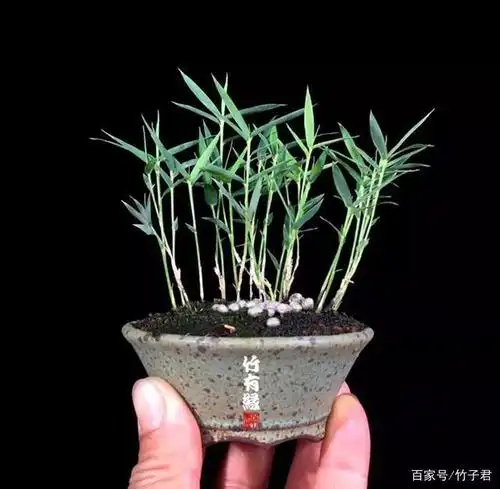 你猜谁是世界上最小竹子