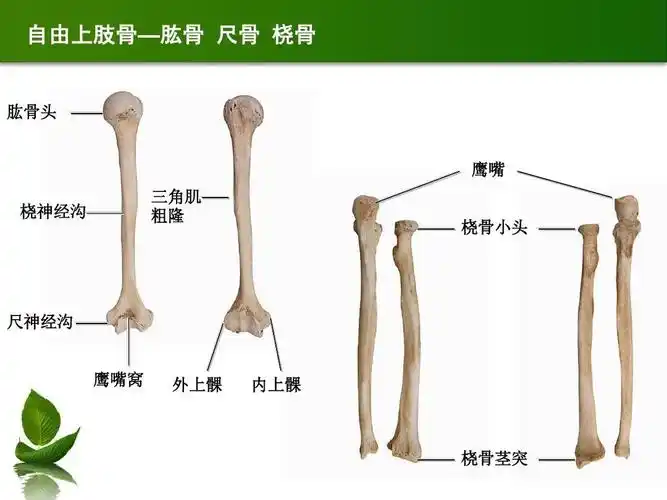 医药卫生 临床医学 骨骼解剖ppt 骨骼解剖 自由上肢骨—肱骨 尺骨
