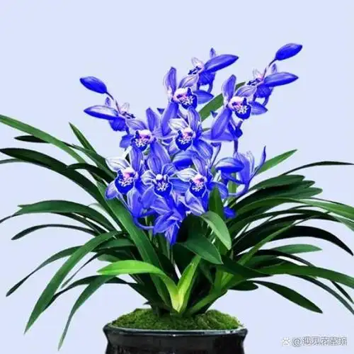 这款顶级兰花,突然就火了,花色清新,兰香四溢,人称最美兰花