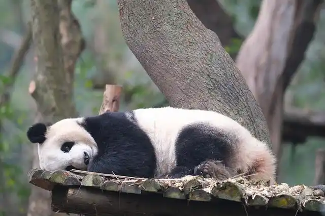 成都大熊猫繁育研究基地大熊猫睡姿可爱