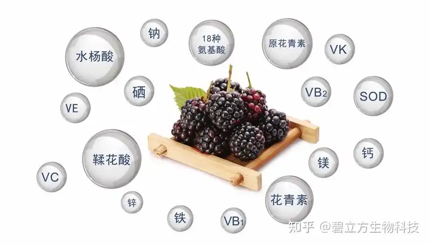 水果知识黑莓名师课堂遇见您在春暖花开莓好时