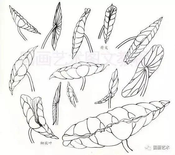 图文教程工笔荷叶的各种画法