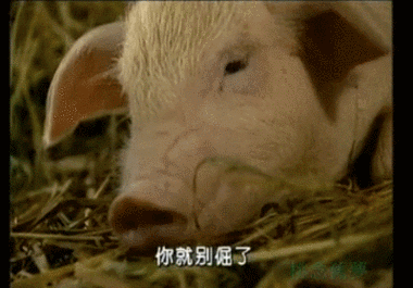 《春光灿烂猪八戒》里有只演技猪,当年的表现秒杀全场啊!