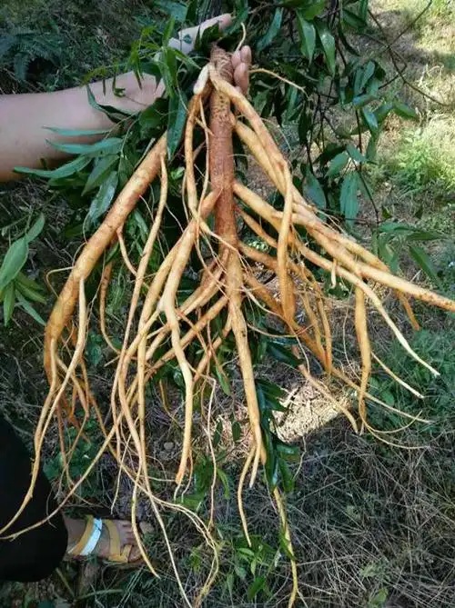 广西牛大力,广西小叶牛大力种苗,牛大力供应商