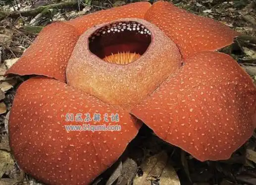 世界上的十大吃人植物食人树奠柏吃人连渣都不剩