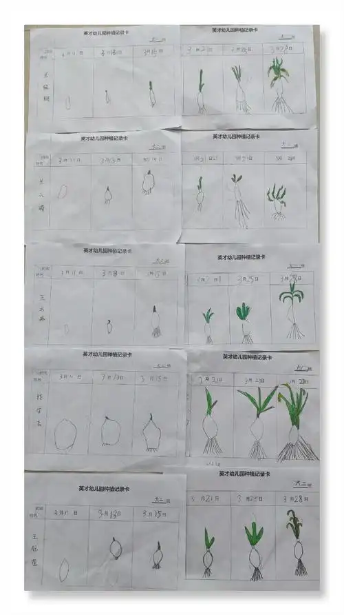 英才幼儿园大班"我爱记录,收获成长"植物成长观察记录活动 写美篇种植
