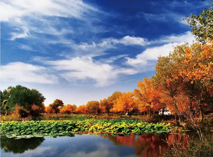 南疆第一个5a景区喀什泽普金湖杨国家森林公园