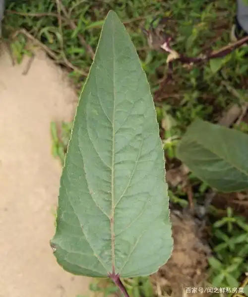 (图3,下叶子,披针形)