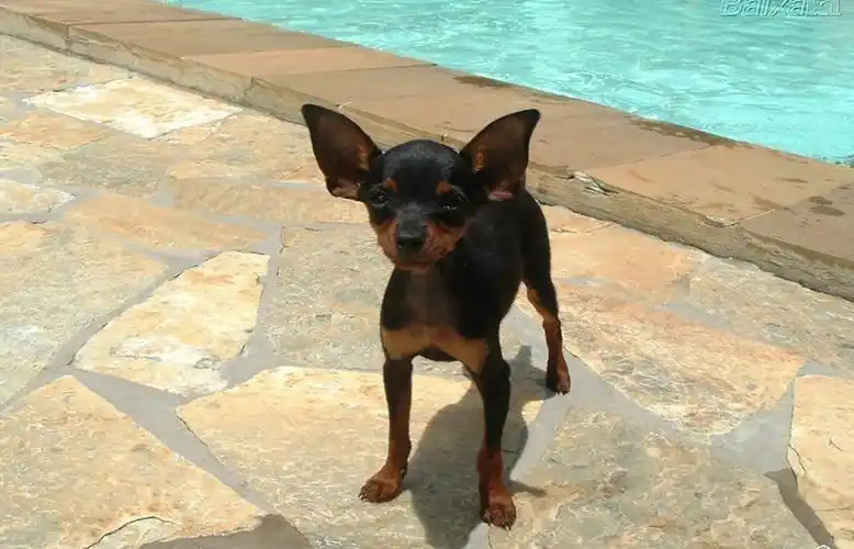 迷你袖珍小鹿犬图片